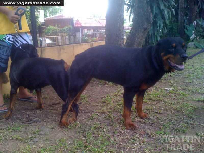 rottweiler stud service