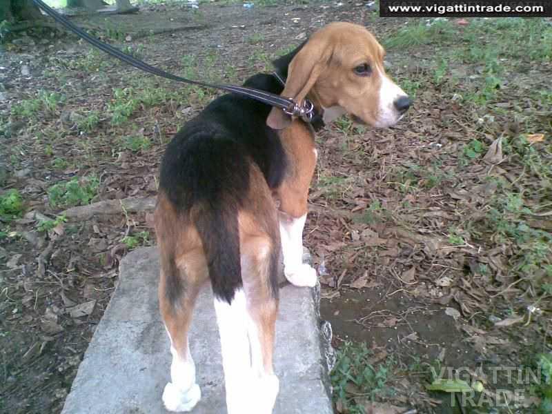 Beagle Stud Service Vigattin Trade