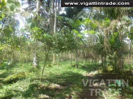 9.5 Hectares Coconut farm lot in Palola, Lucban, Quezon - Vigattin Trade