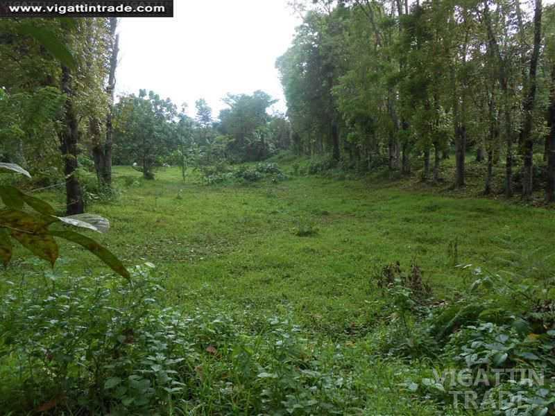 2 Hectare Farmlot with Lots of Mahogany Trees in Majayjay Laguna ...