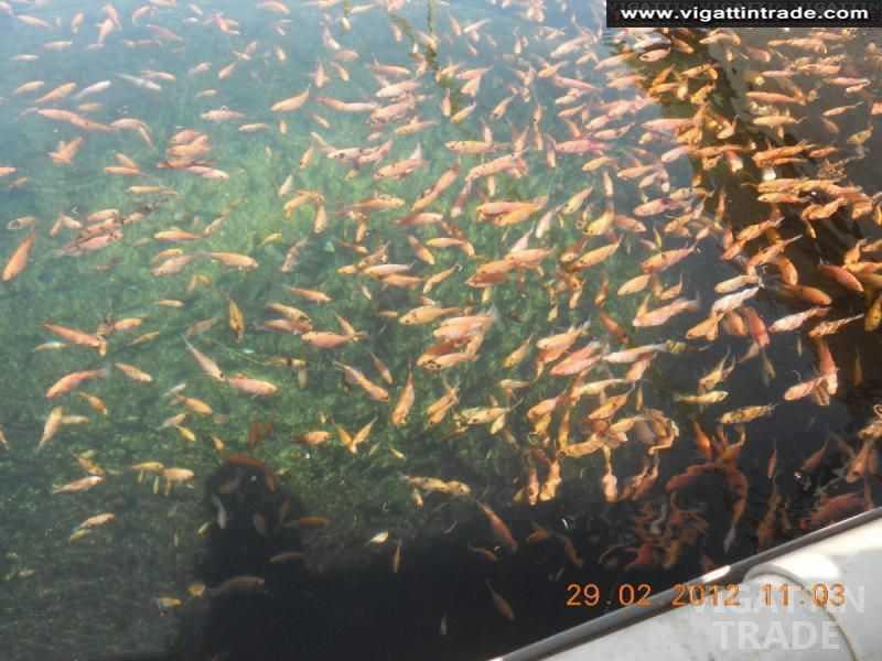 red tilapia fingerlings Vigattin Trade