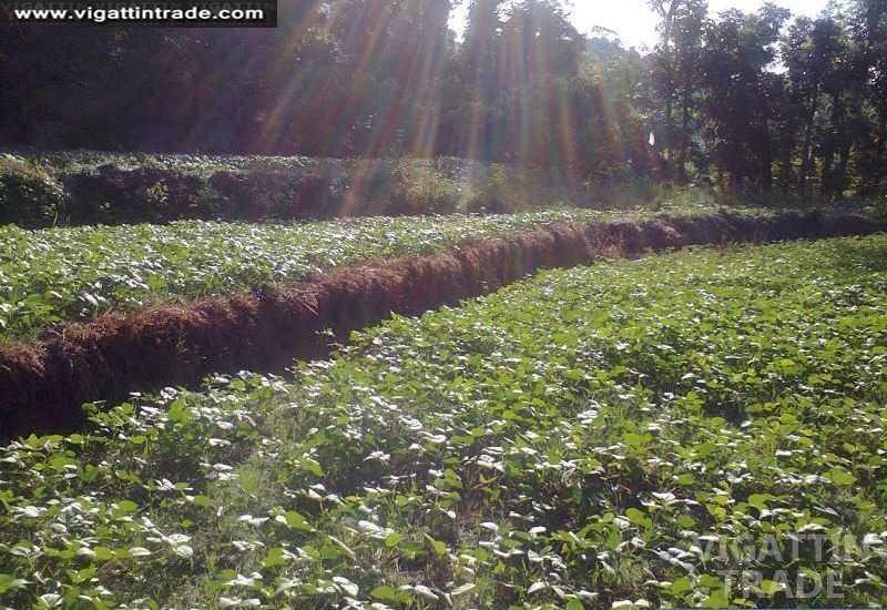 2 Hectares Rice Farm Umingan Pangasinan Vigattin Trade
